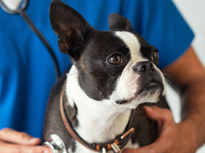 French bulldog being examined at the vet via stethoscope
