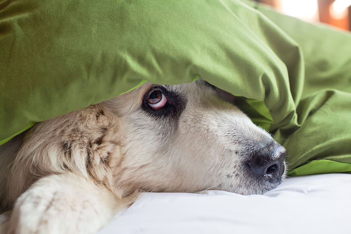 dog peeking out from under a green blanket