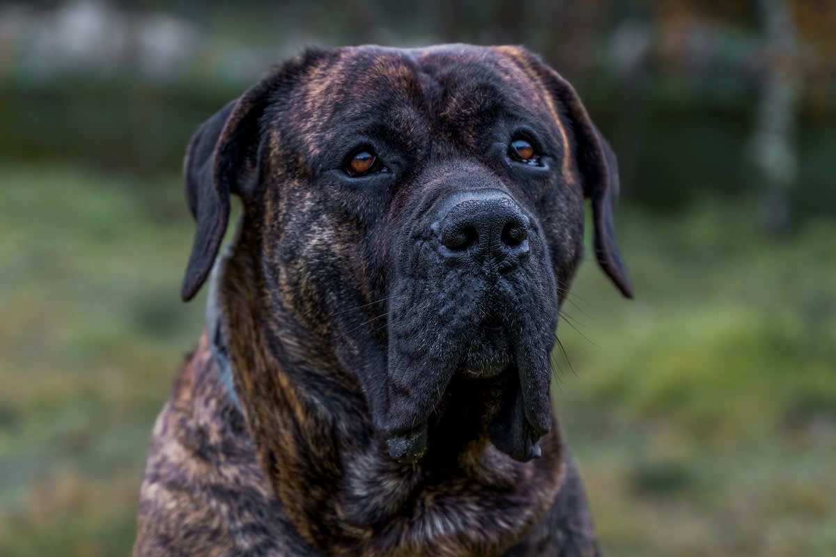 a close up picture of a brown and black presa canario head