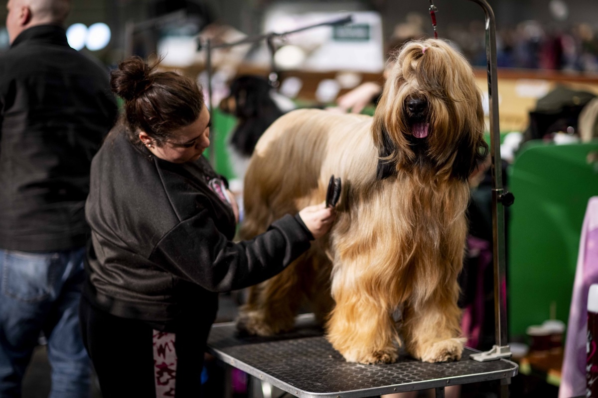 A Briard dog getting groomed