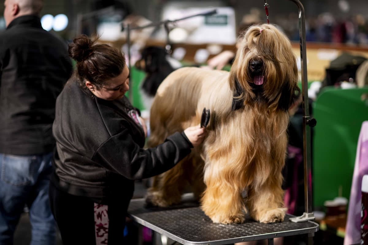 A Briard dog getting groomed