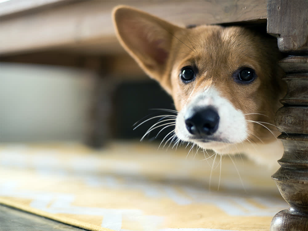 corgi puppy hiding under table afraid