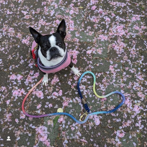 Black and white French Bulldog with a colorful harness and leash sitting in the grass.