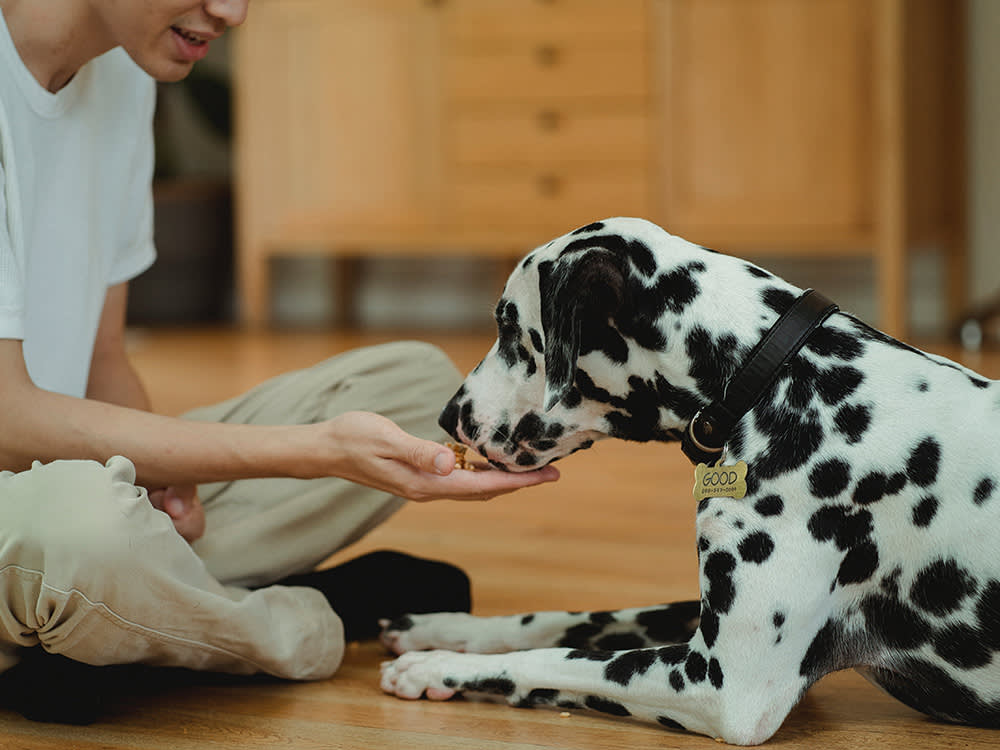 A man holding out a dog biscuit to a Dalmatian on a kitchen floor. 