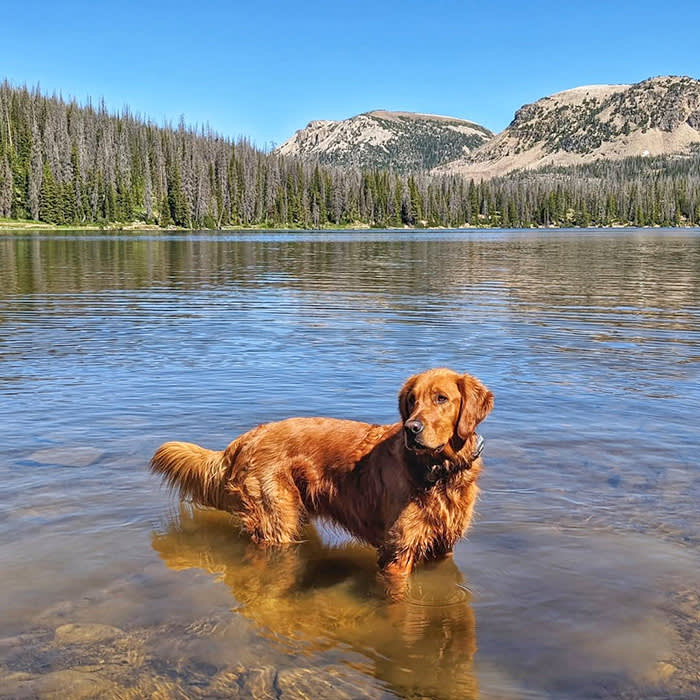 a dog wades in the water