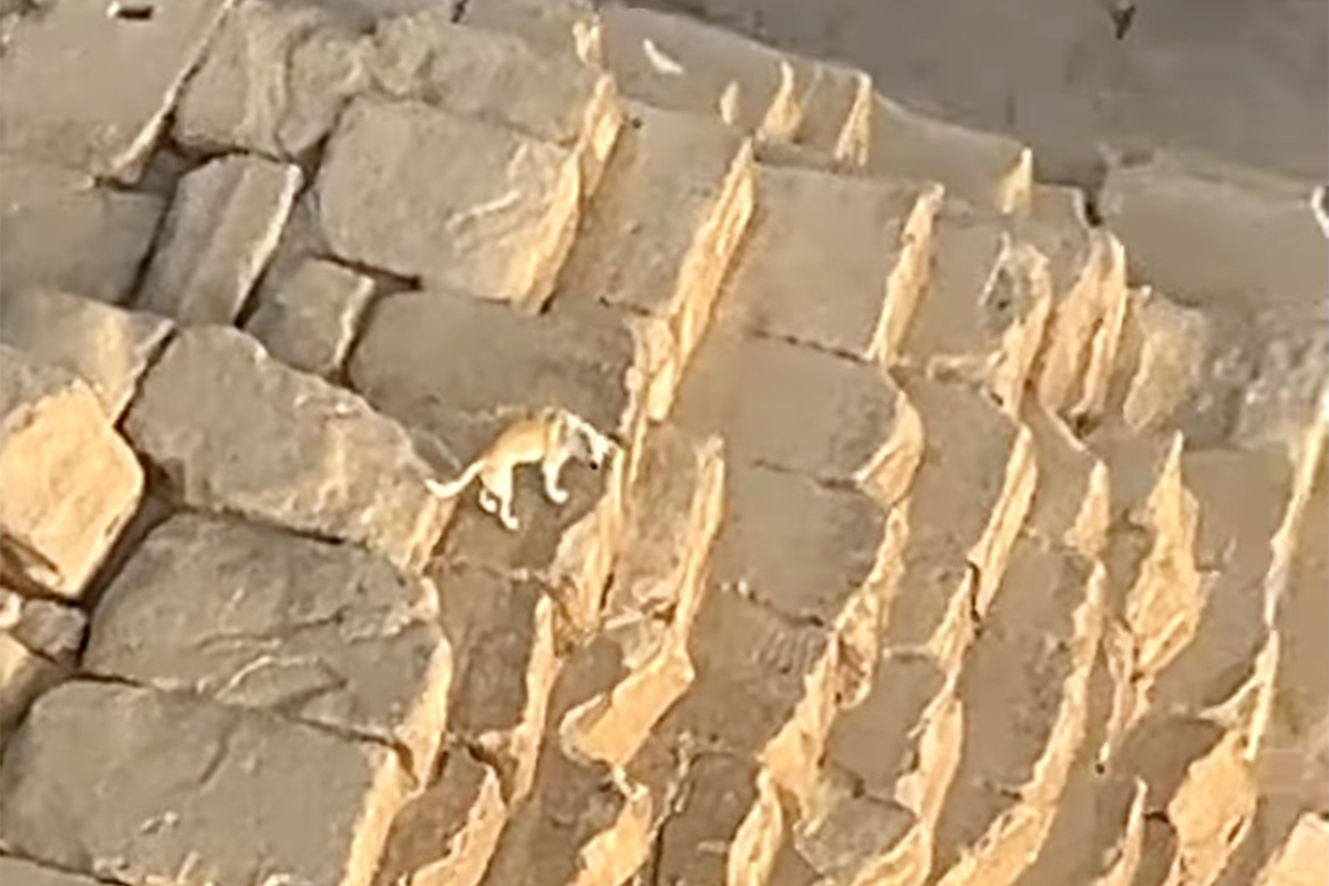 a dog at the top of the Great Pyramid of Giza