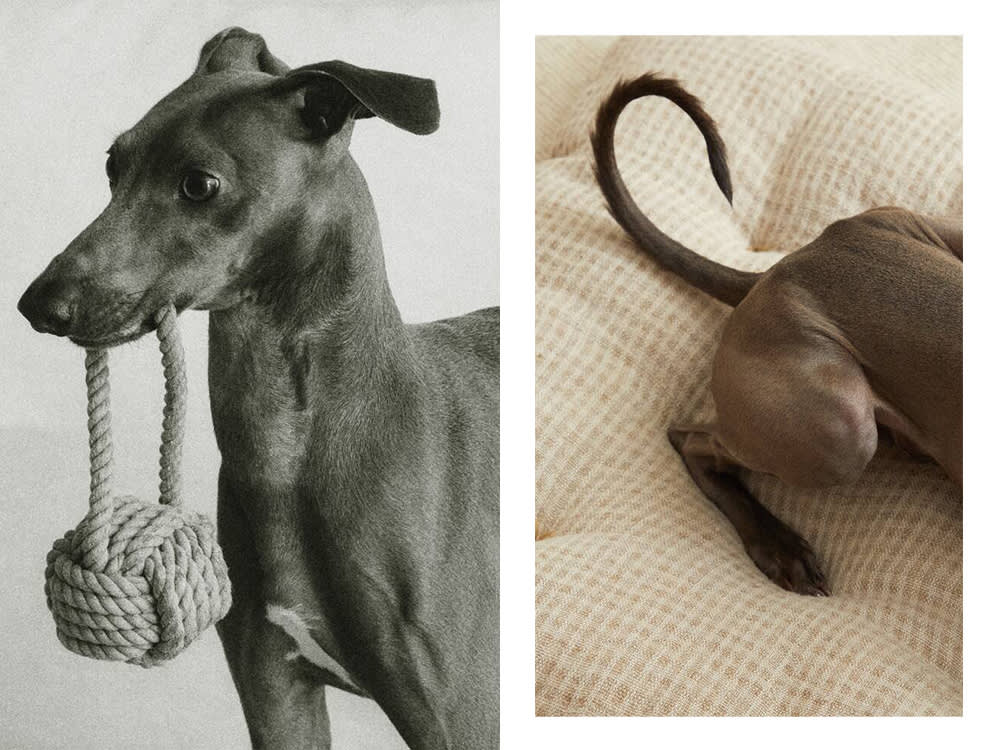 a dog with a Zara dog toy; a dog on a Zara cushion