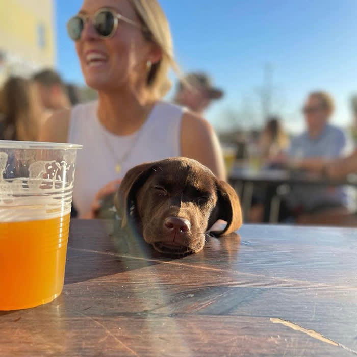 A Brown Lab puppy rests their head on the table at Santa Monica Brew Works