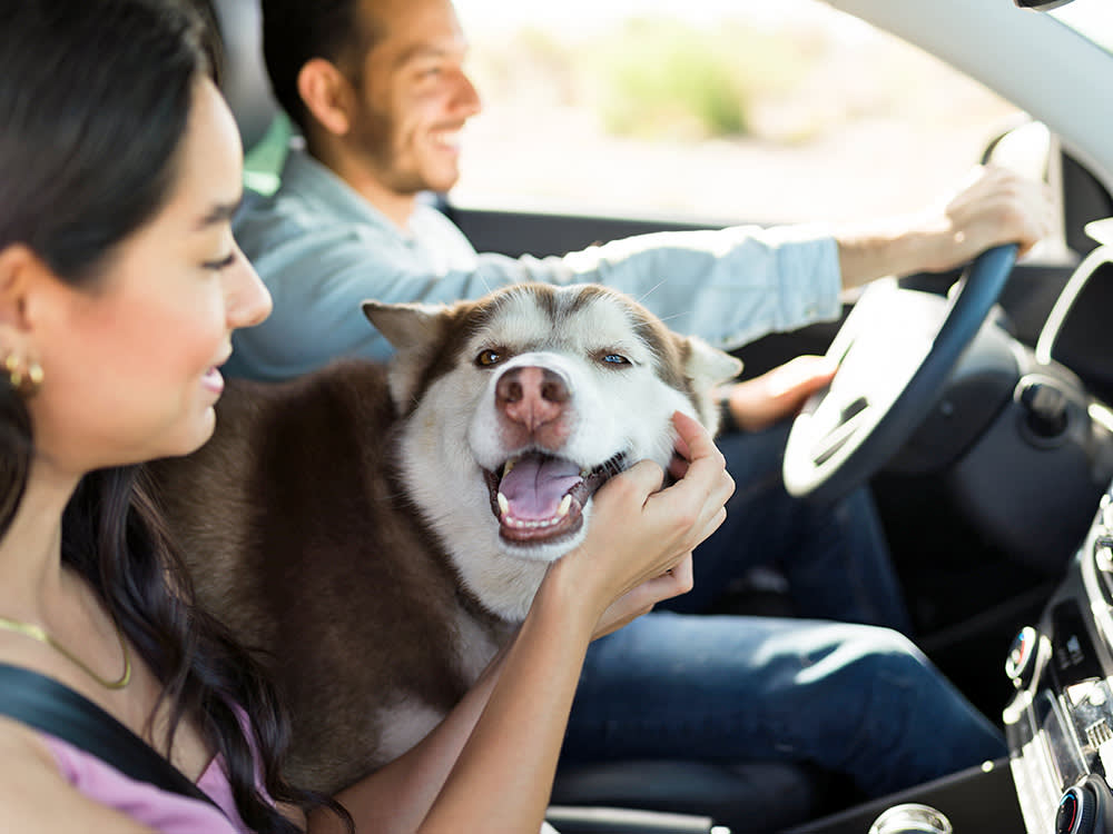 Couple going on a road trip with their dog.