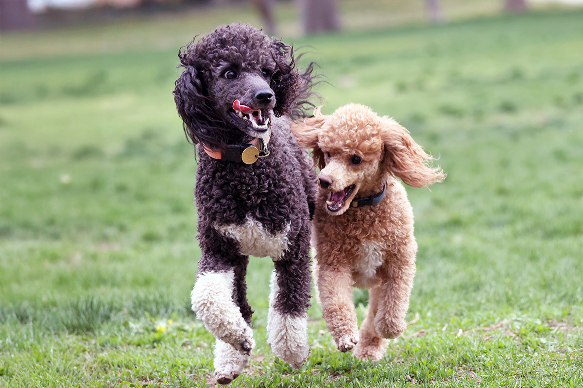 Two Poodles