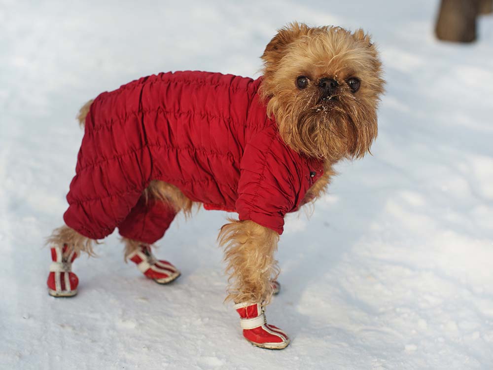 My Dog Freezes On Walks Is That Normal The Wildest