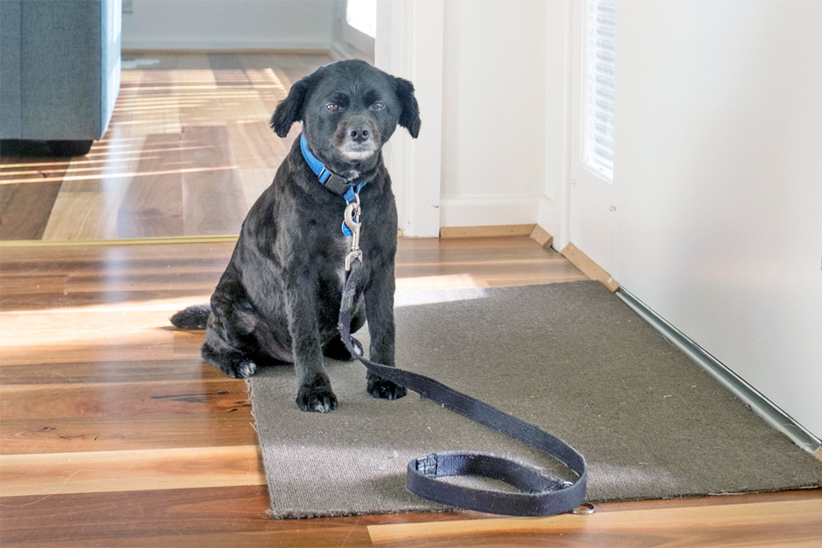 Dog on a leash inside