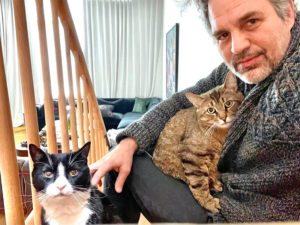 Mark Ruffalo and two cats at home.