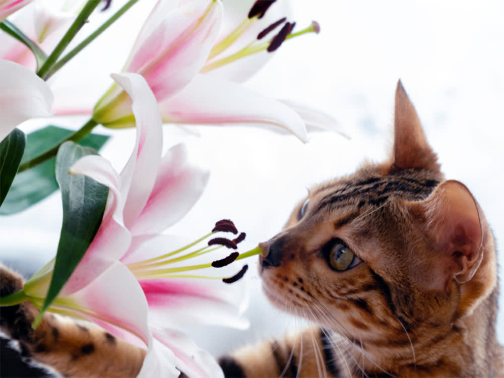 Cute Bengal cat sniffs lilly flowers.