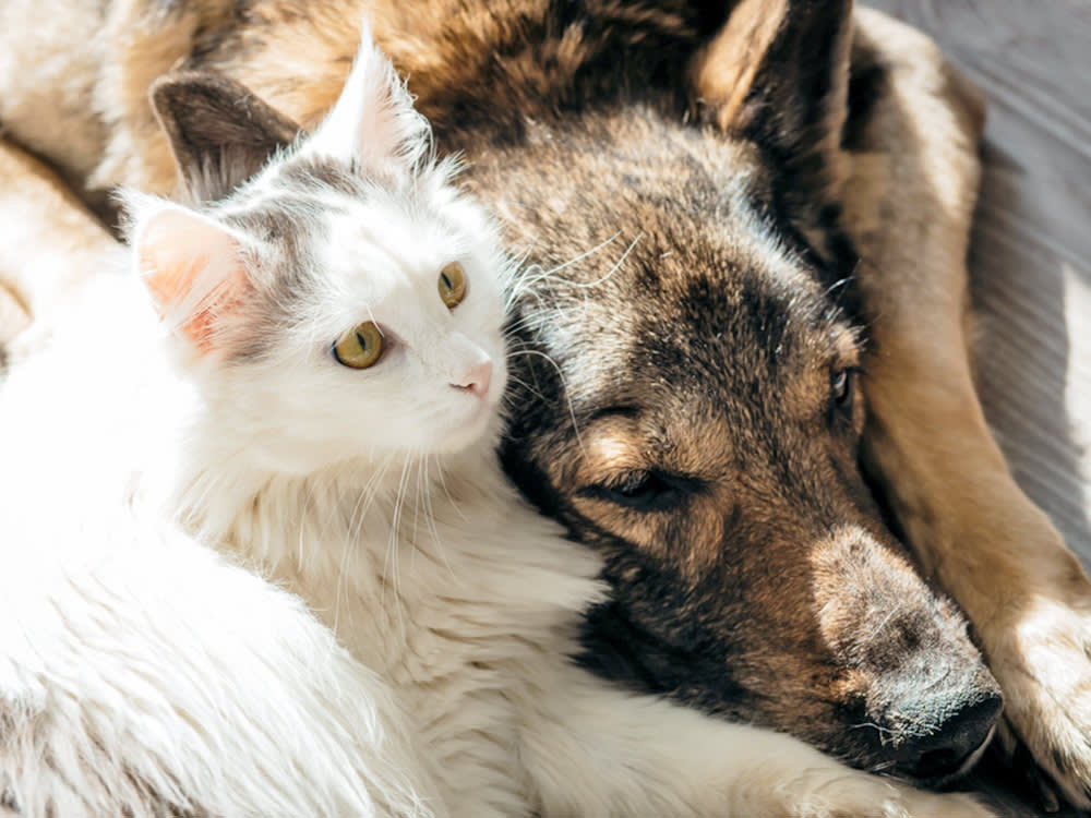 Senior cat and dog cuddling at home.