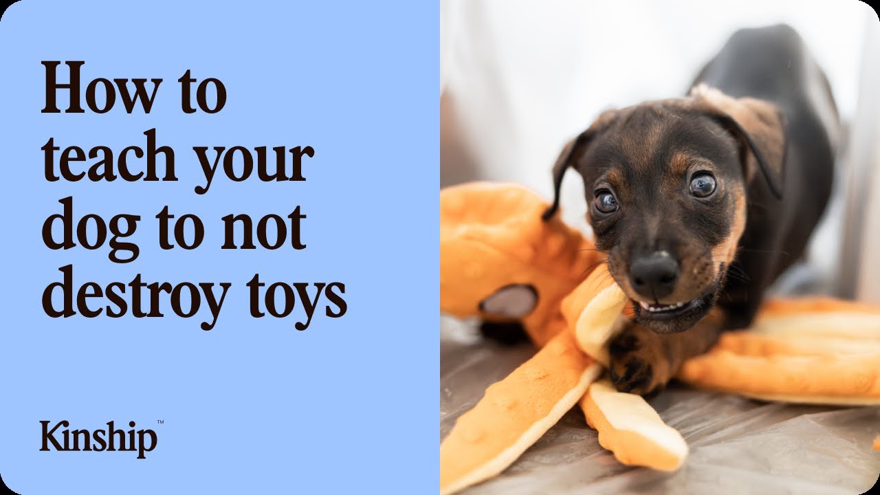 How to Teach Your Dog Not to Destroy Toys