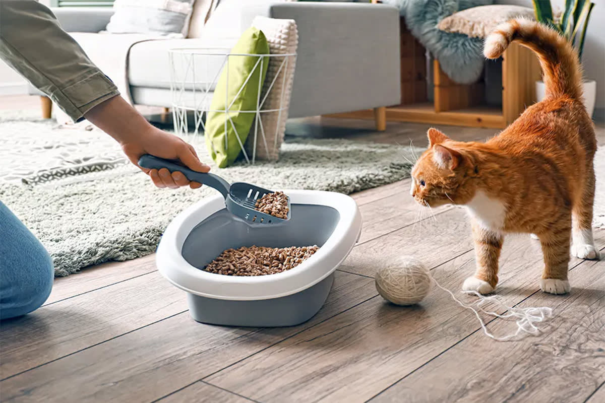 Person scooping cat litter