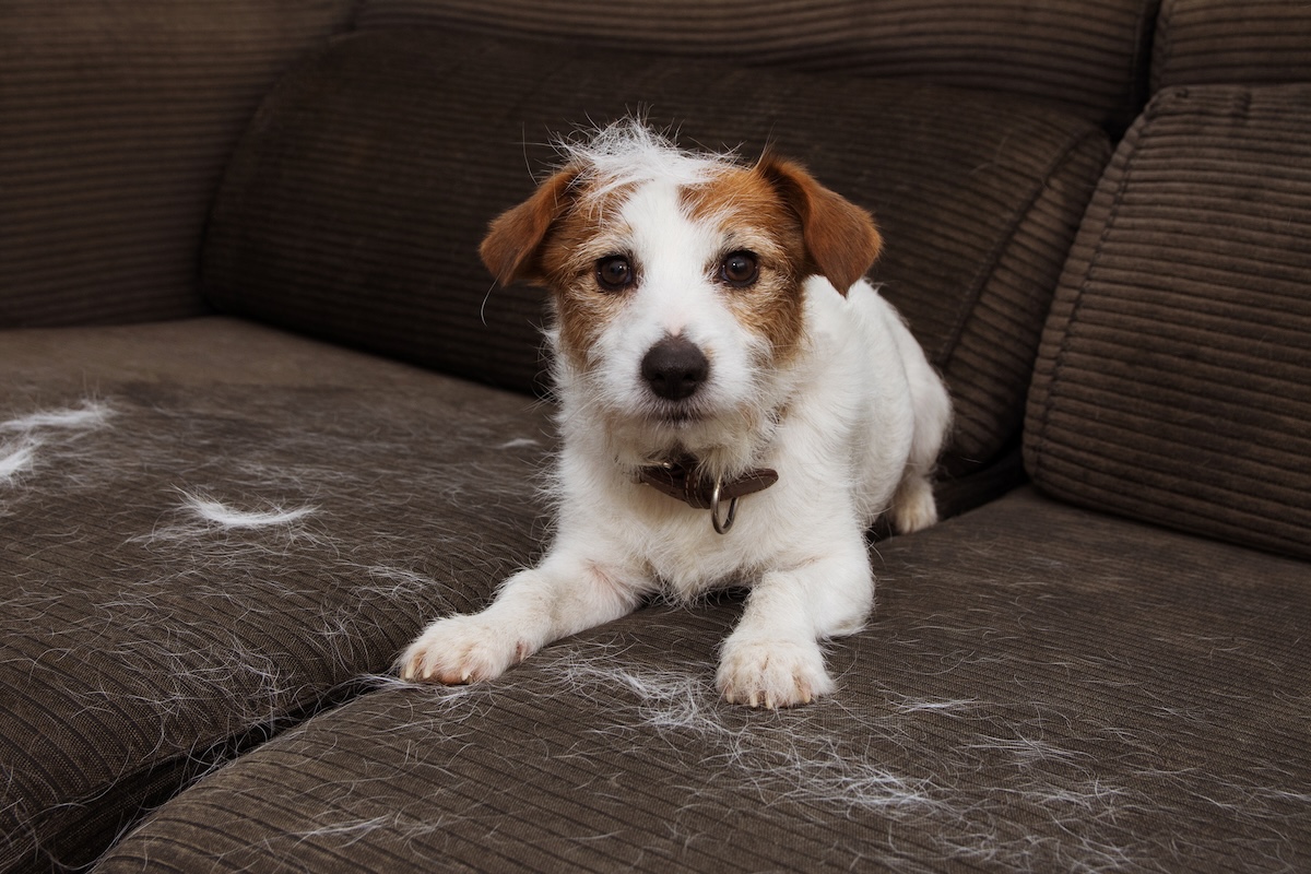 picture of a small brown and white terrier with fur all over the couch