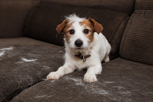 picture of a small brown and white terrier with fur all over the couch