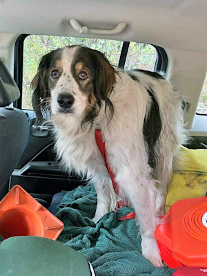 A dog turned into a hero when she led a deputy to her injured 84-year-old owner in Washington.