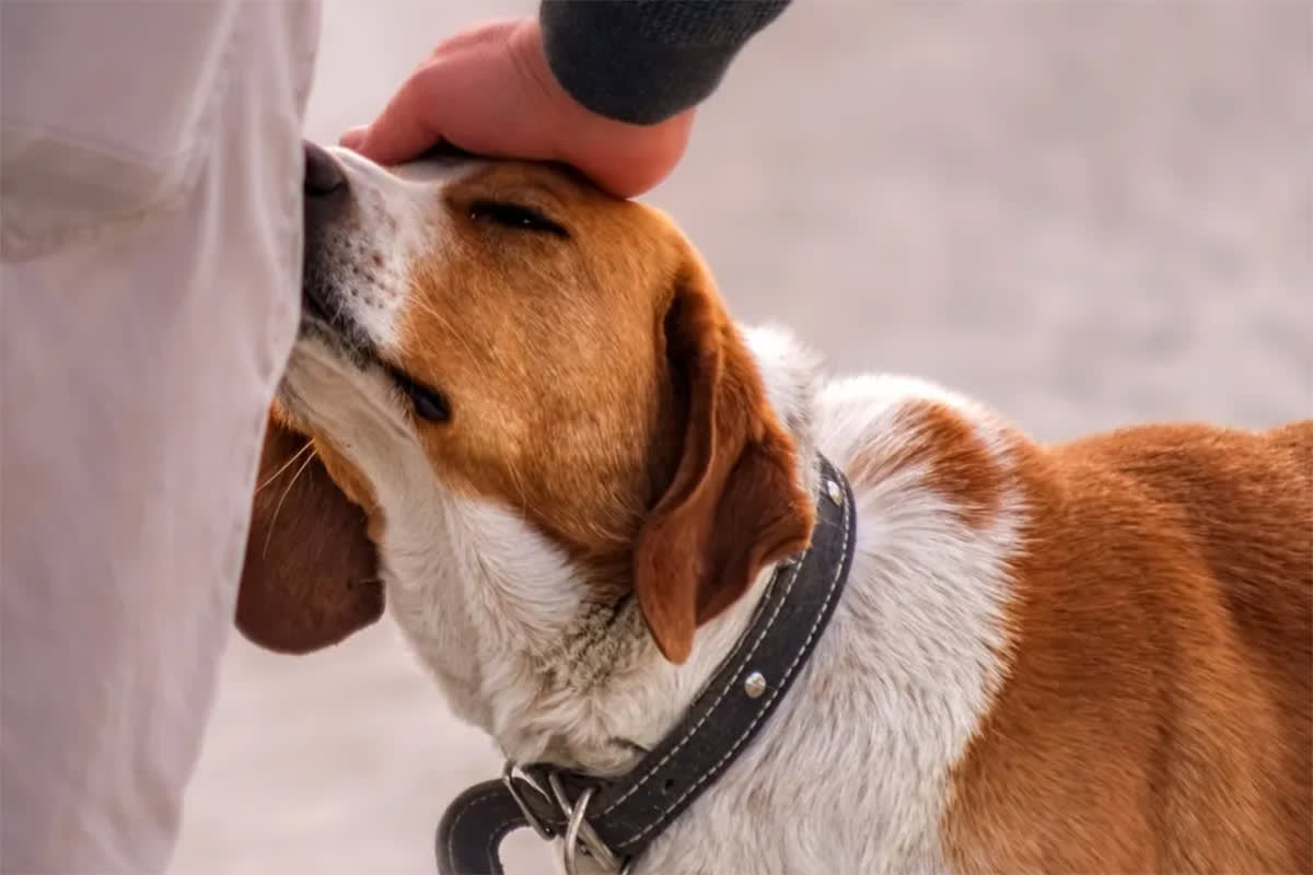 Dog smelling a person