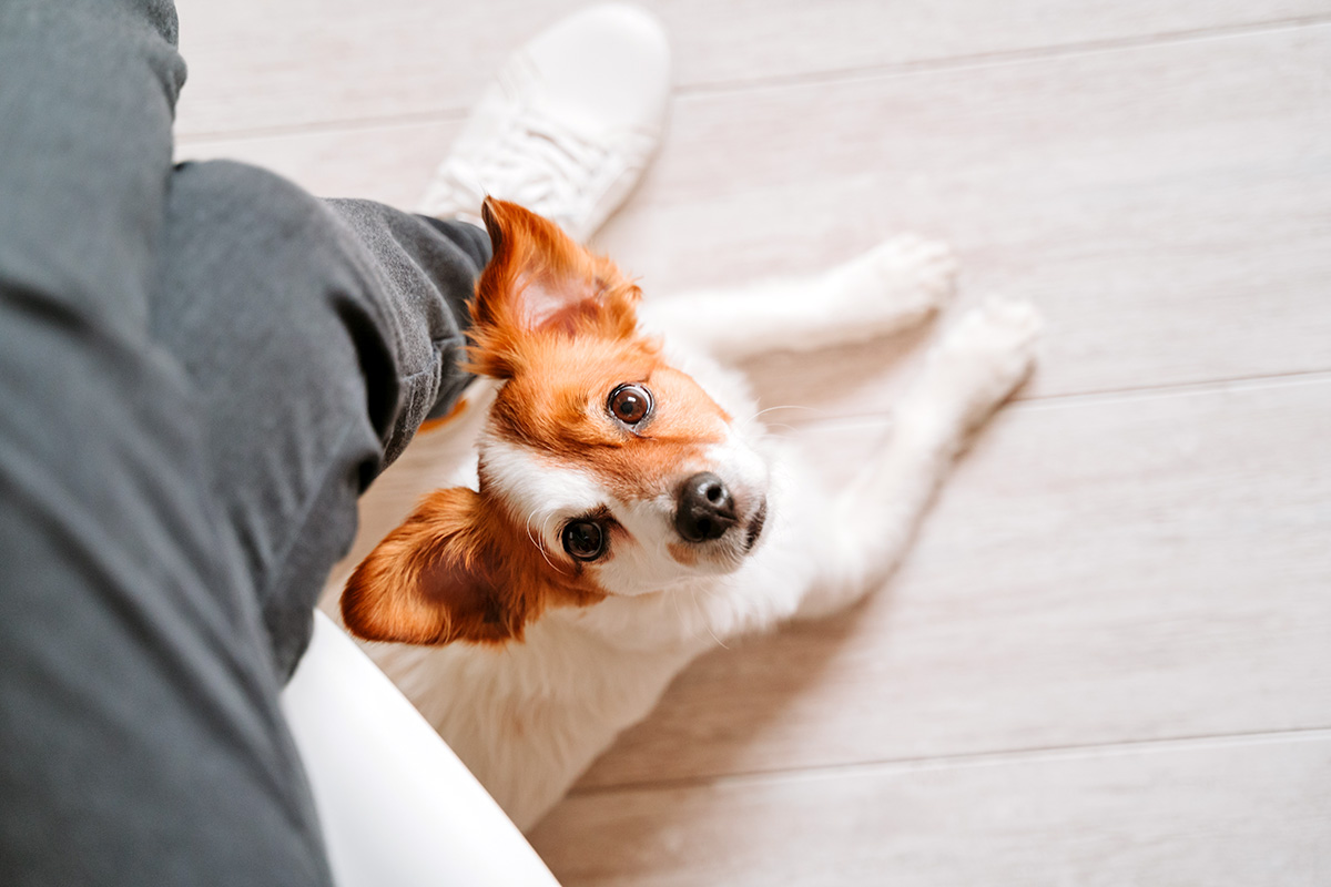 Dog sitting below a person's feet