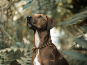 Brown dog with white markings standing in leaves