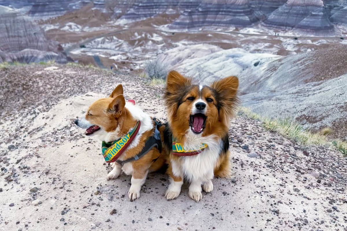 dog at Petrified Forest National Park