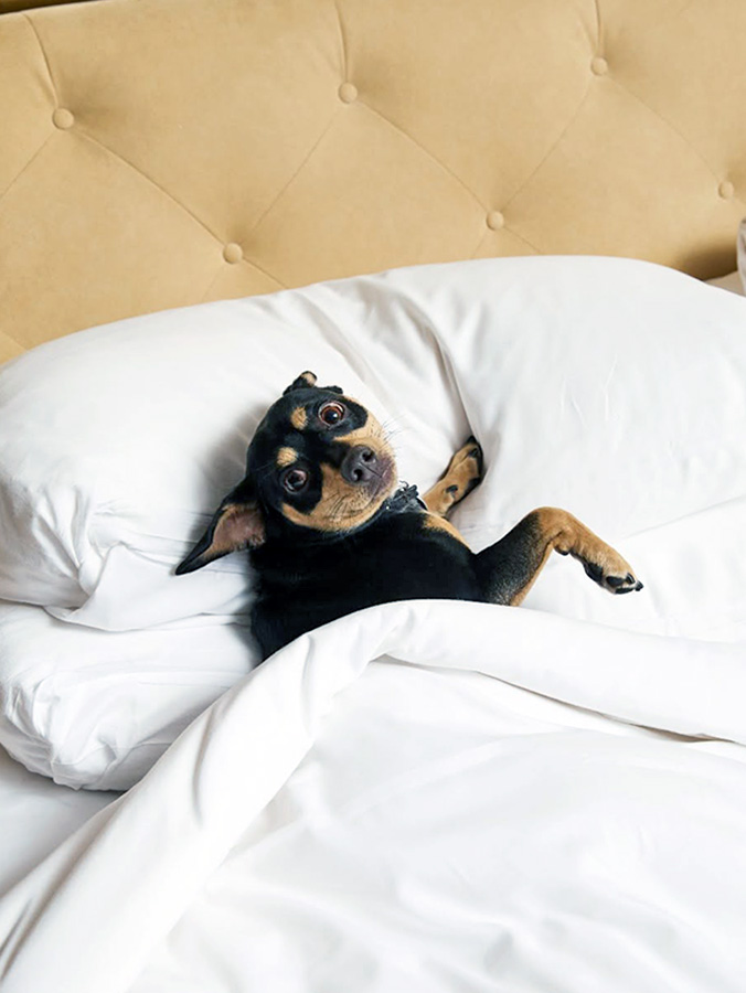 Dog at a Virgin Hotel in Chicago.