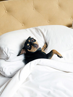 Dog at a Virgin Hotel in Chicago.