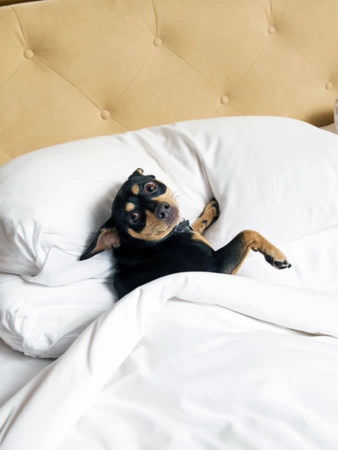 Dog at a Virgin Hotel in Chicago.
