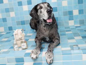 a black and white dog poses with Dedcool products