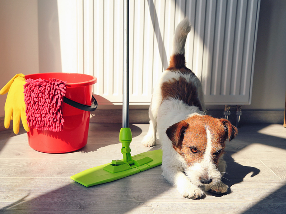 Cute dog stretching near cleaning equipment at home.