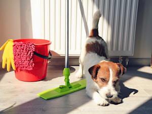 Cute dog stretching near cleaning equipment at home.