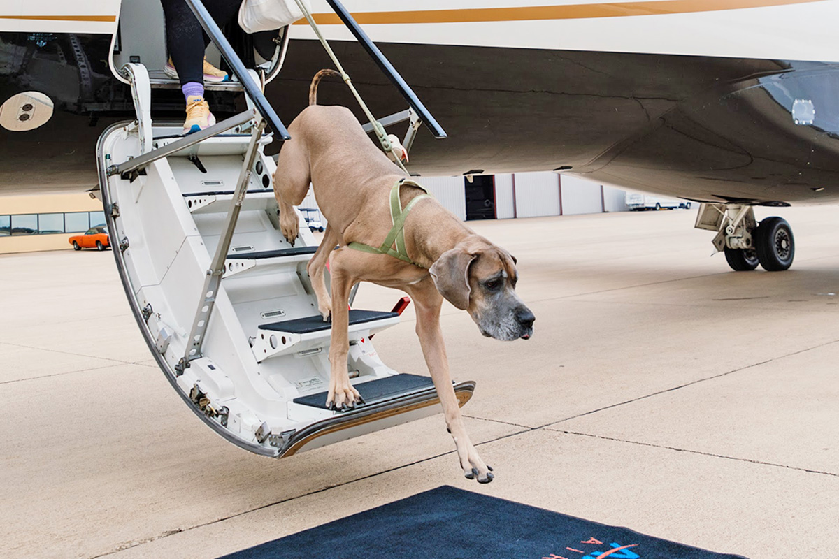 Dog leaving a RetrievAir flight
