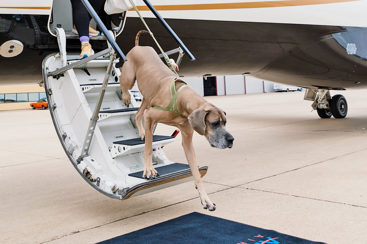 Dog leaving a RetrievAir flight