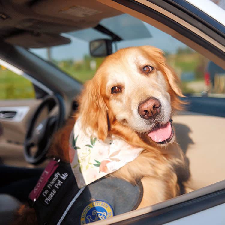 Golden Retriever service dog sitting in the front seat of a car.