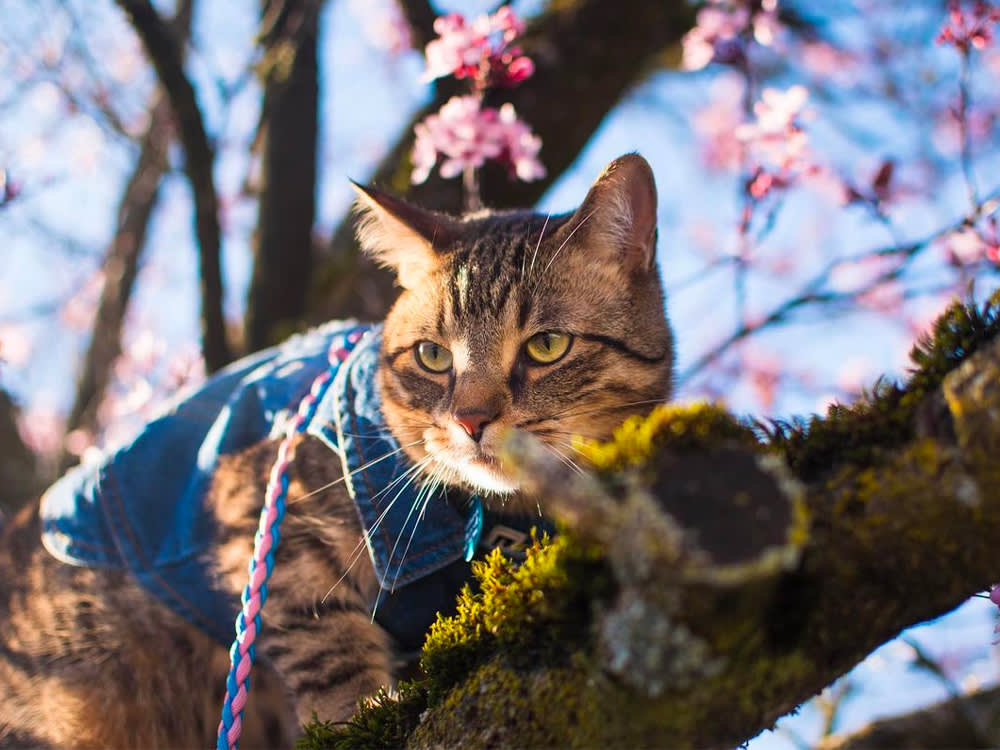 theoretically teddy photo on a branch