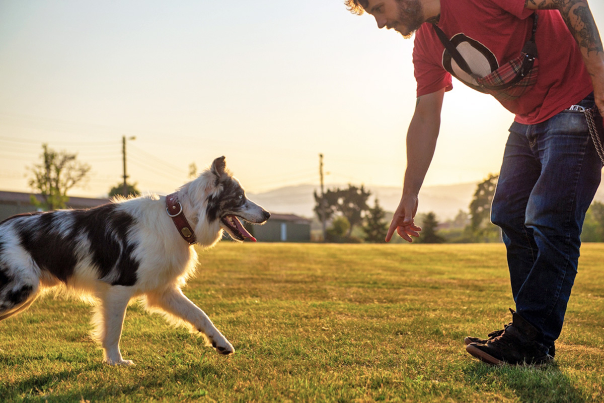 a person puts their hand out toward dog in training session