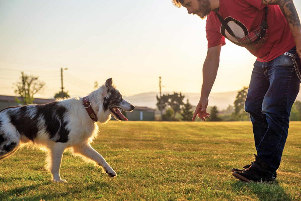 a person puts their hand out toward dog in training session