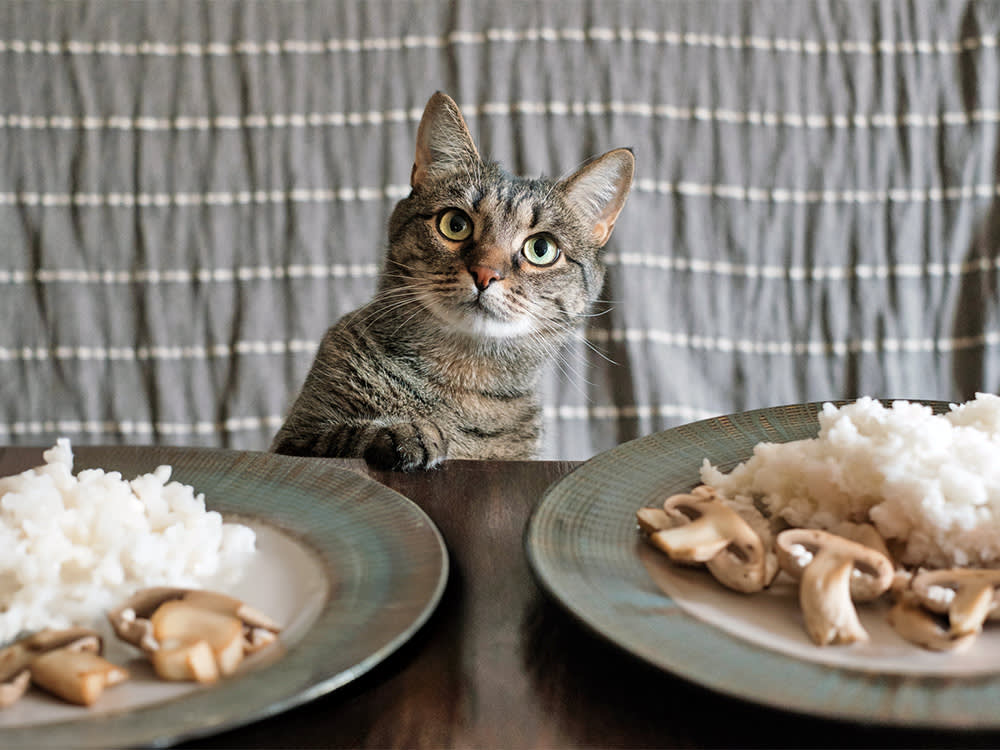 Cat sat in front of two plates with mushrooms