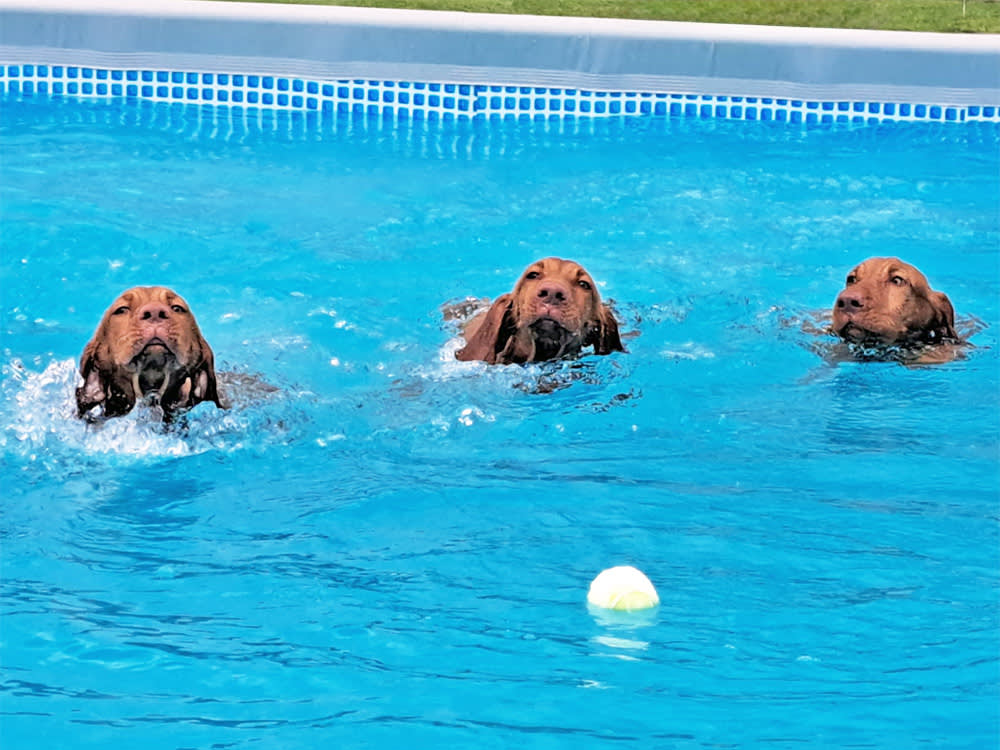 Three dogs in a swimming pool