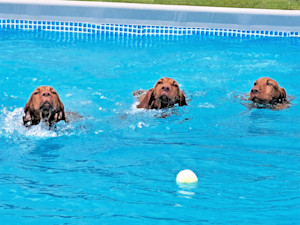 Three dogs in a swimming pool