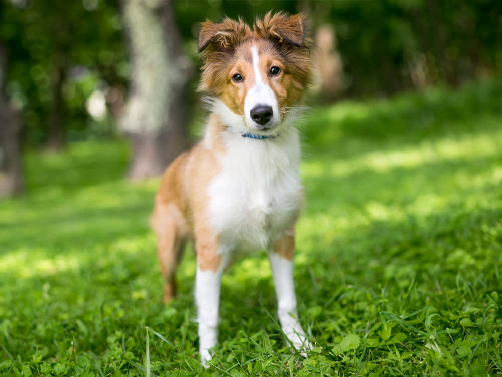 A fluffy brown dog with a white belly stands on top of grass, staring at the camera.