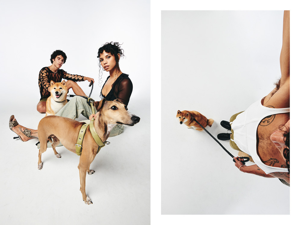 two dogs wearing LUNGE accessories