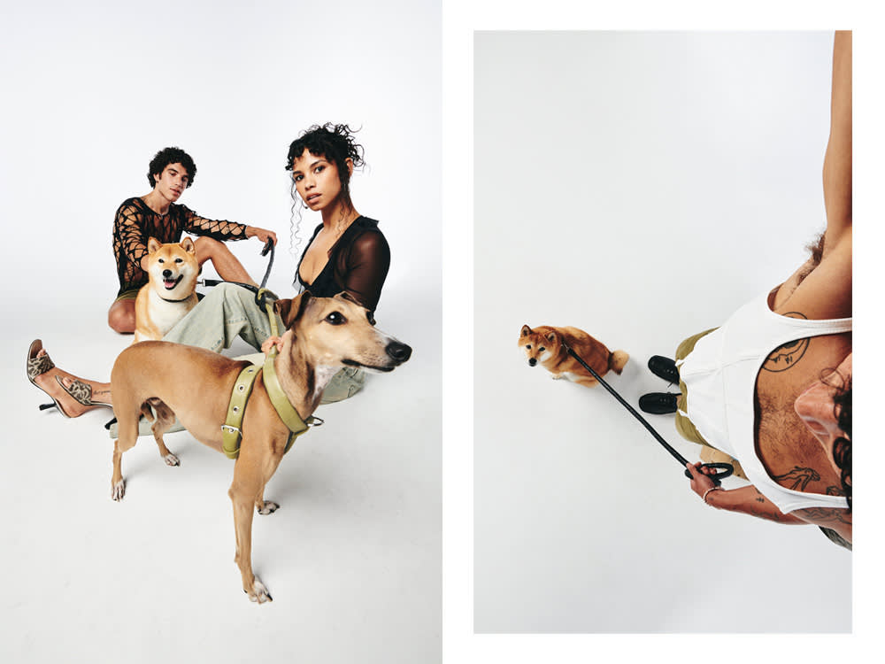 two dogs wearing LUNGE accessories