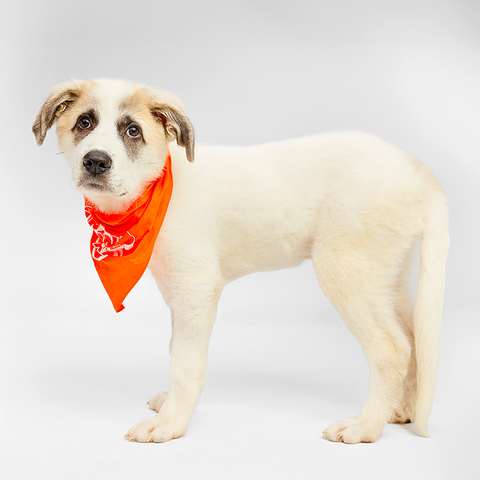 Beethoven Puppy Bowl 2025