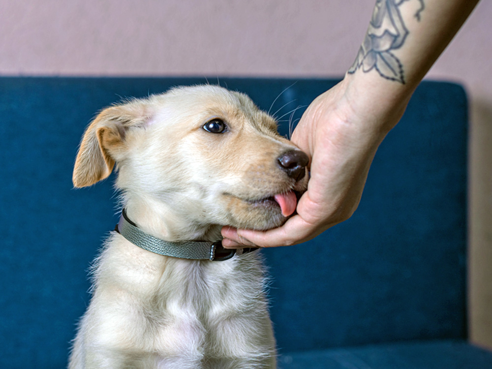 Cute puppy licking someone's hand.