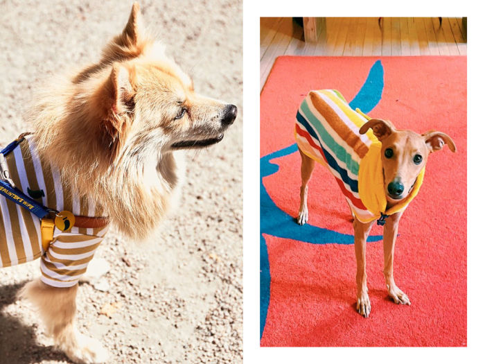 2 dogs in striped tops 