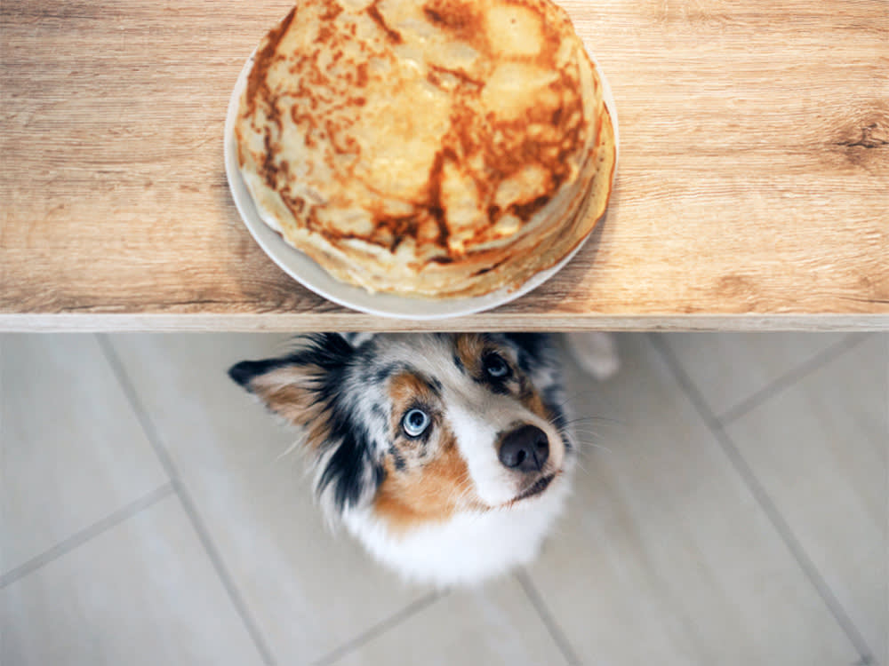 australian sheepdog looks up longingly at a plate of pancakes